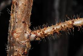 Image result for Obetia tenax