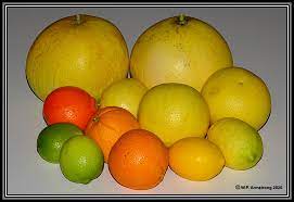Maybe you would like to learn more about one of these? Citrus Fruit Photos