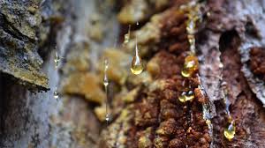 Image result for Burseraceae