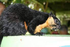 Check spelling or type a new query. Black Giant Squirrel Animals Of Penang Hill Inaturalist