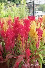 Image result for Celosia pandurata