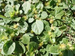 Image result for Alternanthera pungens