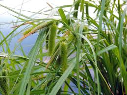 Image result for Cyperus karisimbiensis
