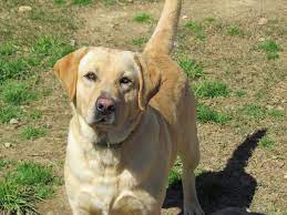 Check spelling or type a new query. Rock Springs Labs Lab Puppies For Sale In Alabama