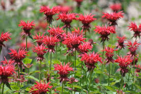19 Amazing Perennials For Zone 6 For Season Long Beauty Bee Balm Plant Flowers Perennials Bee Balm
