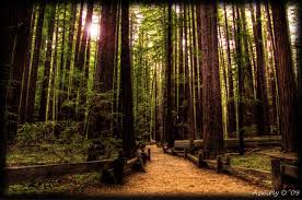 Armstrong Woods In Nor Cal A Place Of Peace Walk In The Woods Guerneville Places