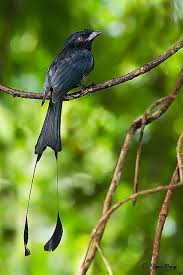 Birds Of A Feather New Vegas Bug Ecog Boutique Pet Birds Birds Of Paradise Wild Birds