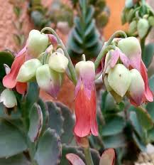 Pin On Kalanchoe