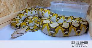 学 名 ： python molurus bivittatus別 名 ：バーミーズパイソン 英 名 ：burmese python ,asiatic rock python 分 布 ：カンボジア、インドネシア、ラオス、ミャンマー、タイ、ベトナム、中国南部 全 長 ：平均3－4m 最大 6m（飼育下で8.23mの記録がある）. Epti So7qwkwnm