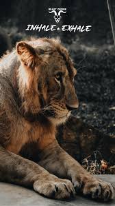 Beast Desire Wallpaper Cat Spirit Beast Motivational Quotes Wallpaper
