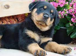 We produce family, therapy, and working dogs. Rottweiler Puppies For Sale Rochester Mn 73016