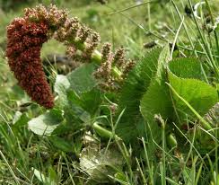 Image result for Gunnera perpensa