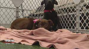 At k9 capers dog training academy in concord, nc, we offer three ways to help you get your dog's training done. More Than 20 Dogs Puppies Rescued From Hoarding Situation In Concord Fox 46 Charlotte