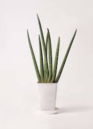 全解説 サンスベリアの種類や育て方 サンスベリア チトセラン トラノオ