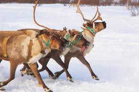 Santa's reindeer have another hoof up on other animal sleigh pullers: List Of Santa S Reindeer Names Personalities Gender Lovetoknow