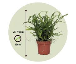 Image result for ledviník