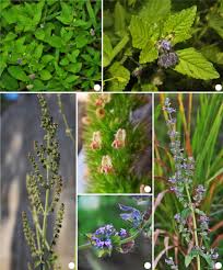 Image result for Mesosphaerum pectinatum