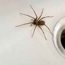 Buzzing spiders are found all over britain but are more predominant in the south. The 10 Spiders Set To Invade Your Home This Summer And How Dangerous They Are Mylondon