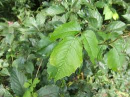We did not find results for: Poison Ivy Plants How To Identify And Control Poison Ivy Hgtv