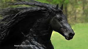 The most beautiful horse in the world for sure the unusual color of it comes from specific proteins in the hair structure. Frederik The Great Hailed The Most Beautiful Horse In The World Abc News