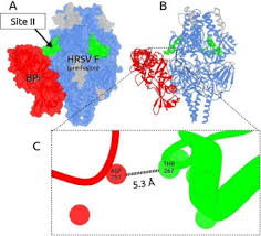 Auswerfen von mit proteinen umhüllten strängen (=net) aus granulären proteinen und nukleären bestandteilen Neutrophil Extracellular Traps Possess Anti Human Respiratory Syncytial Virus Activity Possible Interaction With The Viral F Protein Sciencedirect