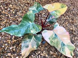 Bloody mary philodendron can tolerate being far from a window and light source. Philodendron Strawberry Shakes Plants Variegated Plants Plant Leaves