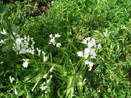 Erica è anche il nome di una pianta selvatica dai piccoli fiorellini rosa o bianchi. Fiori Selvatici Bianchi