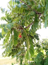 Image result for Cordyla