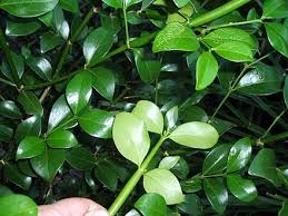 Image result for Psydrax fragrantissima