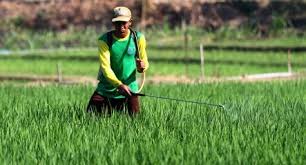 Inilah lowongan kerja ngawi terbaru di 2020. Foto Swasembada Beras Petani Ngawi Andalkan Pestisida