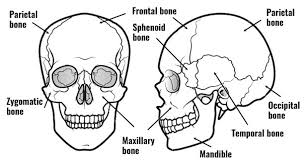 Human face has fourteen bones including the lacrimal bones, the zygomatic bones, the vomer, the nasal these 14 bones form the basic shape of the face, and there are 29 bones in the human head. How Many Bones In The Face And Head Neurocranium Wikipedia Mila Daily Blogs