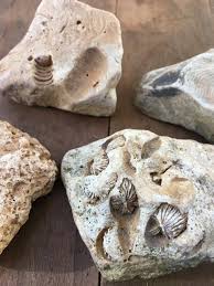 6 Piece Fossil Rock Grab Bag Collection By Thelittlenaturalist Nature Collection Fossils Geology