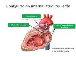Estás usando una versión más antigua del navegador. Corazon Caras Base Atrios Vertice Ventriculo Izquierdo Ppt Video Online Descargar