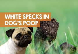 Dive into art, nature photos and fashion with design press. White Specks In Dog Poop Not Moving Not Worms Why