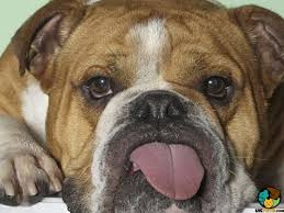We found 114 english bulldog dogs and puppies for sale in the uk. Old Tyme Bulldog Dog Breed Ukpets