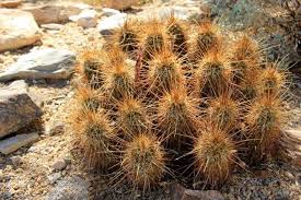 Growing the pincushion cactus is an easy task. Identifying Common Arizona Cacti Prickly Pear Saguaro Jumping Cholla And More Homes For Sale Real Estate In Scottsdale Az Az Golf Homes