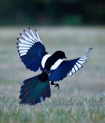 Black And White Bird Pictures Hippiepiegypsybird Magpies Can Look Like Boring Black And White Birds Until They Open Their Wings And Reveal Their Beautiful Blue A Animals Pretty Birds Bird