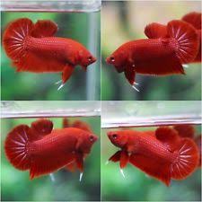 Usa Only Super Red Plakat Premium Live Betta Fish Male Betta Fish Tropical Freshwater Fish Betta