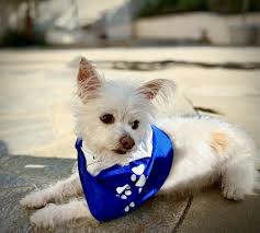 Paw naturel comes to you! Groom Service Mobile Pet Spa 123 Photos 194 Reviews Pet Groomers 28601 Los Alisos Blvd Mission Viejo Ca Phone Number Yelp