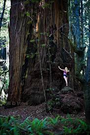 Maybe you would like to learn more about one of these? Coast Redwoods Redwood National Park Facts Photos And Redwood Hiking Trails
