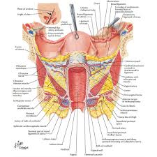Functionally related organs often cooperate to form whole organ systems. Supporting Structures Of The Female Anatomy Female Reproductive System Anatomy Body Anatomy Human Body Anatomy