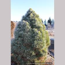 Image result for Dicoma galpinii