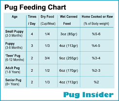 how to feed my pug what and how often pug insider pug