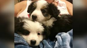 Border collie puppies and dogs for sale near eugene, oregon, usa area on puppyfinder.com Wilsong Border Collies Show Quality Border Collie Puppies For Sale