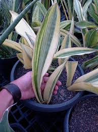 Image result for Sansevieria dawei