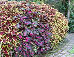 La perilla 'magilla purple', également appelée pérille de nankin ou encore basilic chinois, est une plante annuelle proche des coléus, mais plus facile à cultiver, car plus tolérante à la chaleur et au froid. Plantfiles Pictures Perilla Beefsteak Plant Magilla Perilla By Gardenguykin