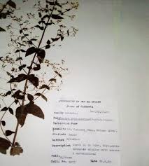 Image result for Isodon ramosissimus