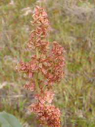 Image result for Rumex ruwenzoriensis