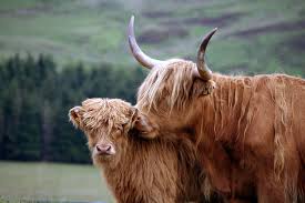 Check out our highland fluffy cow selection for the very best in unique or custom, handmade pieces from our shops. 6 Things You Need To Know About The Highland Cow
