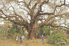 Image result for Ficus sansibarica